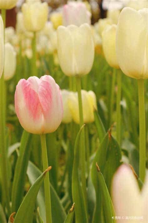 馬蹄蘭 花語|花語錄｜鬱金香花語、滿天星花語、馬蹄蘭花語大全